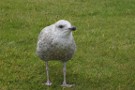 Herring Gull Chick, Lerwick